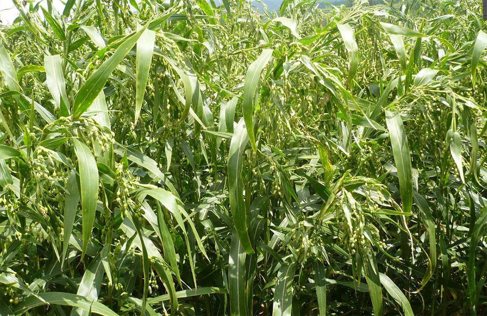 食材推荐