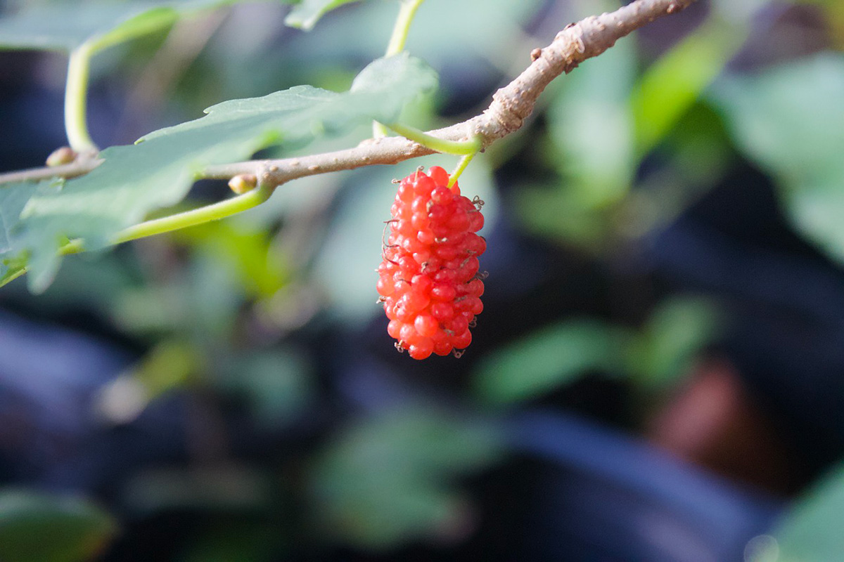 食材资讯